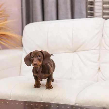 Otel Torre Azul & - Adults Only S'Arenal